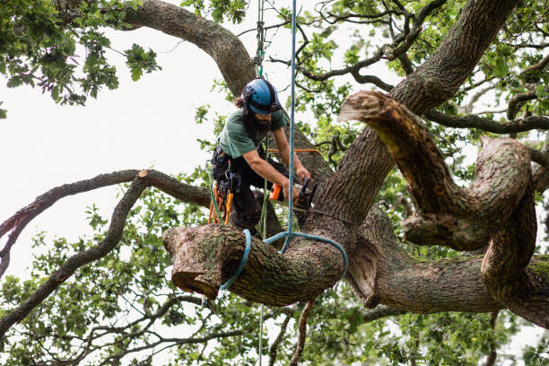 Tree Removal Services