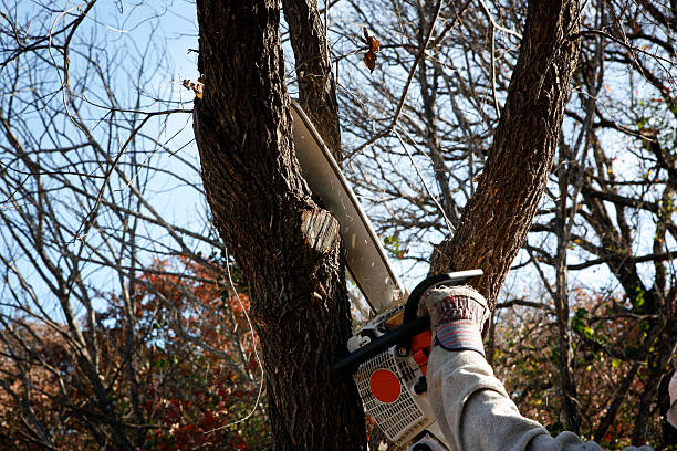 How Our Tree Care Process Works  in  Livingston, MT